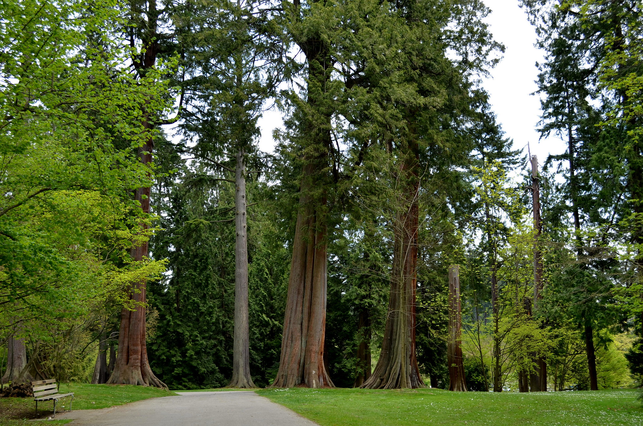 This is a photo of a few tall trees in Stanley Park.