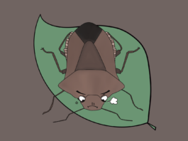 Illustrative brown stink bug with an angry face