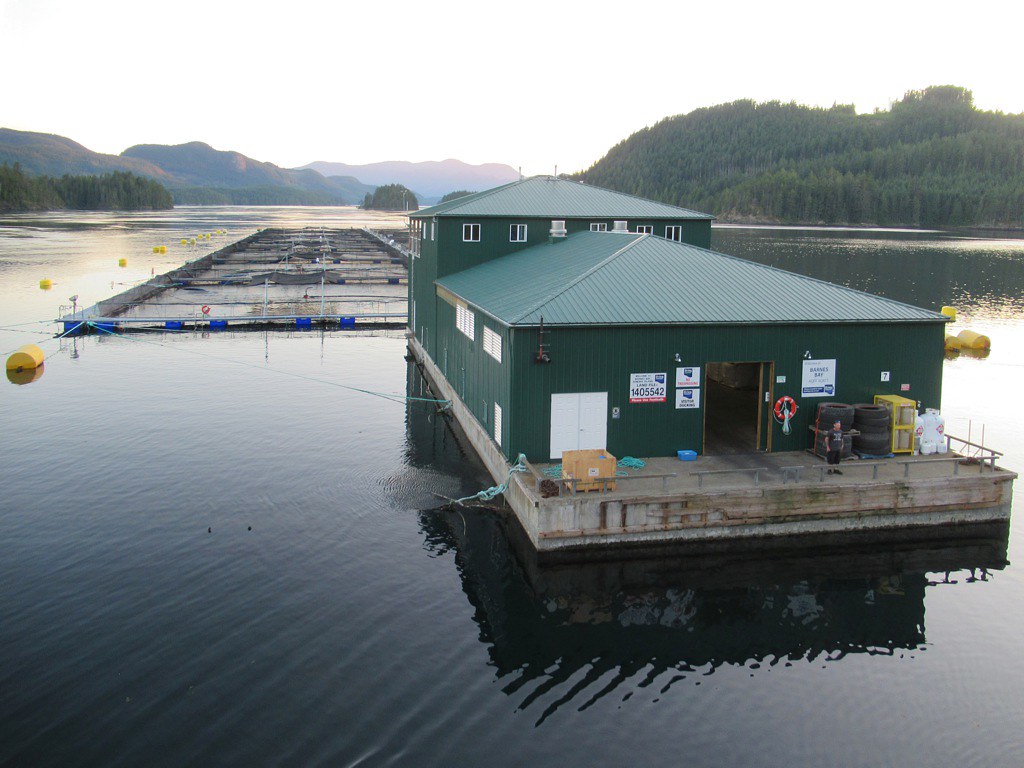 This is a photo of a large open net-pen salmon farm in BC.