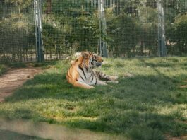 A tiger sitting down in a caged zoo enclosure.