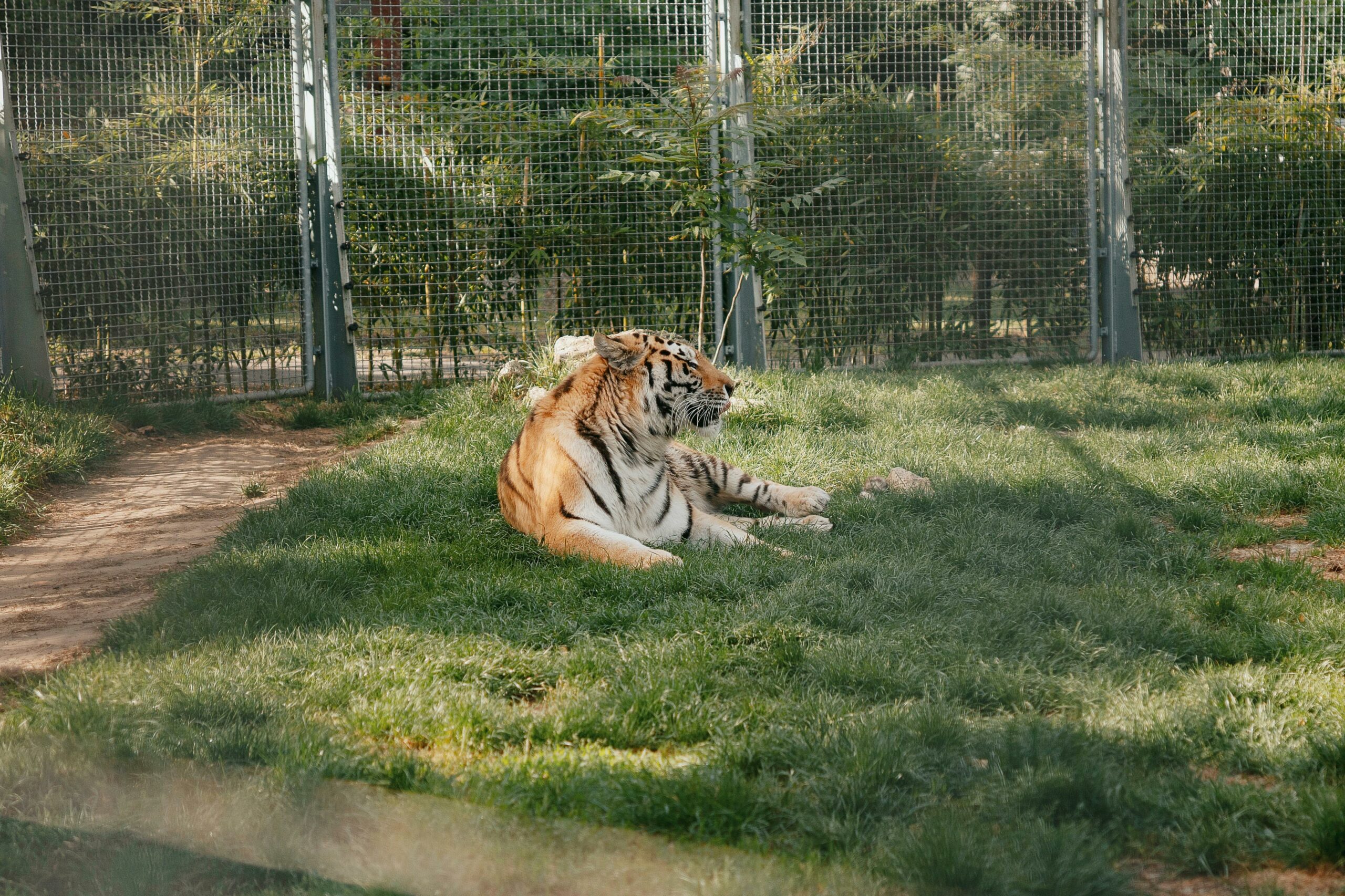 A tiger sitting down in a caged zoo enclosure.