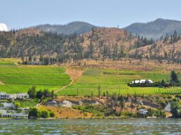 This is a photo of a bright green farm in Canada in the middle of a dry landscape.