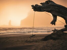 A tree on the beach with a swing at sunset