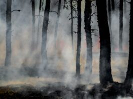 Photograph of a forest with charred trees and thick smoke.