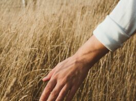 A photo of a hand stroking wheat-grass in the sunlight.