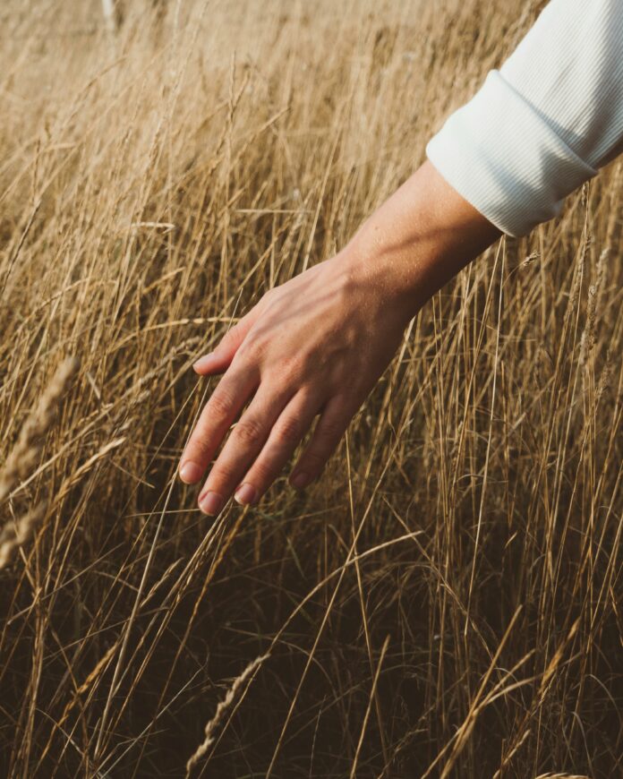 A photo of a hand stroking wheat-grass in the sunlight.