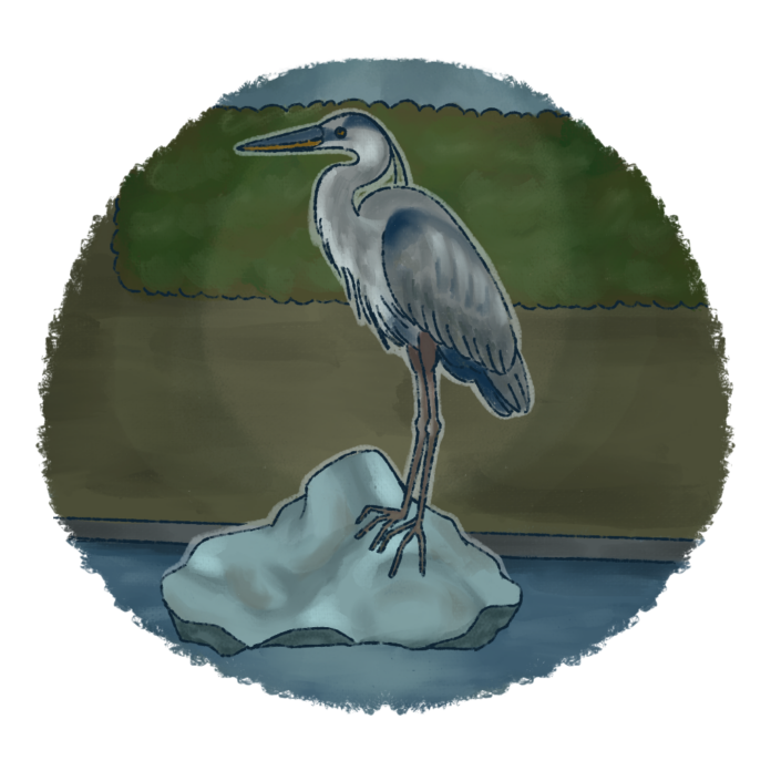 an illustration of a baby blue heron
