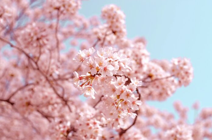 Branches with light pink cherry blossoms growing from them. The background is a pastel blue sky.