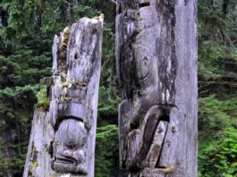 This is a photo of three Haida Gwaii totem poles with greenery in the background.