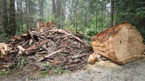 A very wide, thick part of the 400-year-old tree’s stump lies on the rocky ground to the right, while long shreds of the tree are piled on the left, showing the aftermath of the felling.