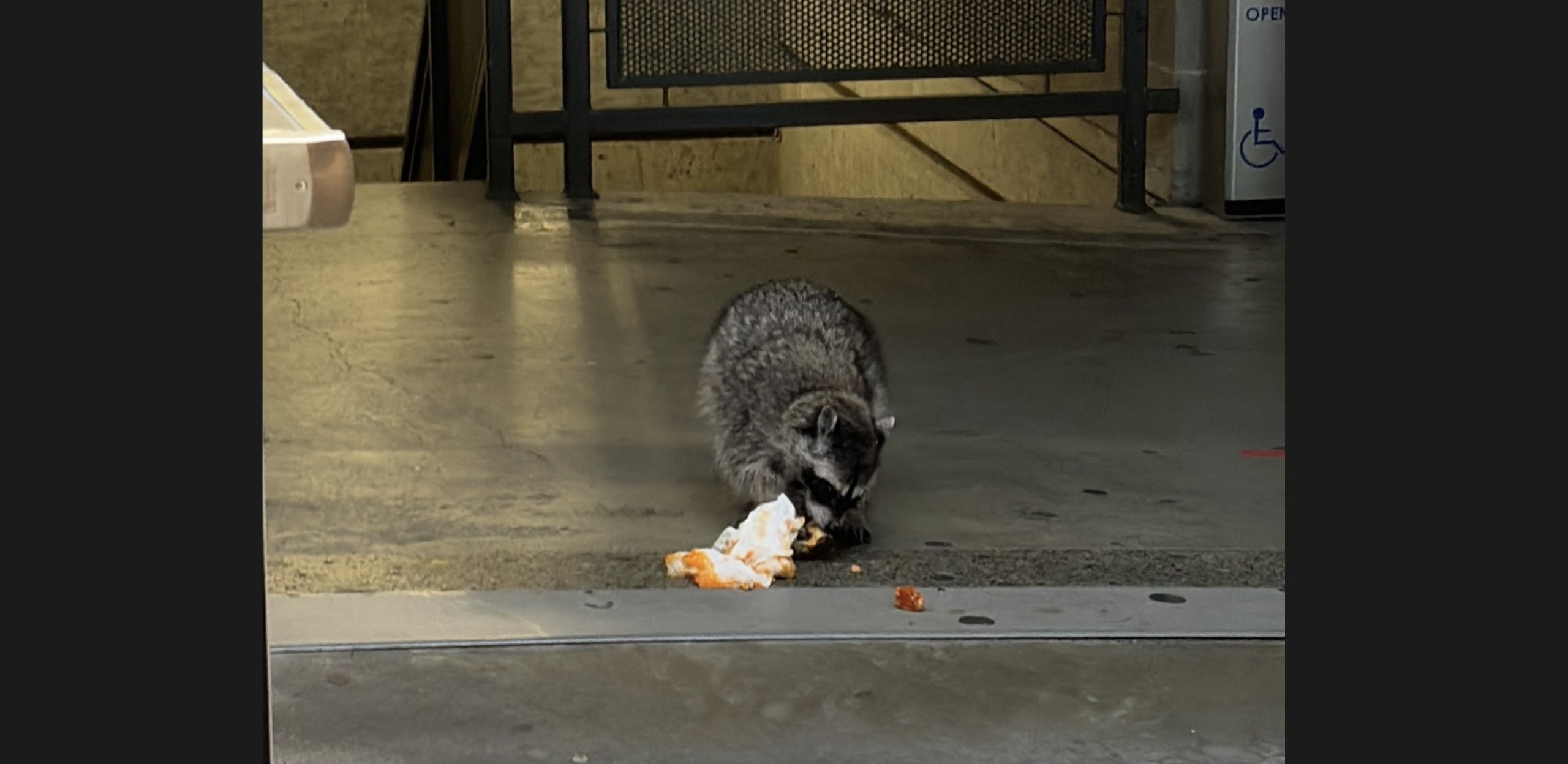 A raccoon is bending down toward the concrete ground to eat some sort of human food in a white and orange wrapper. The animal is pictured near an outside stairwell and elevator at SFU Burnaby.