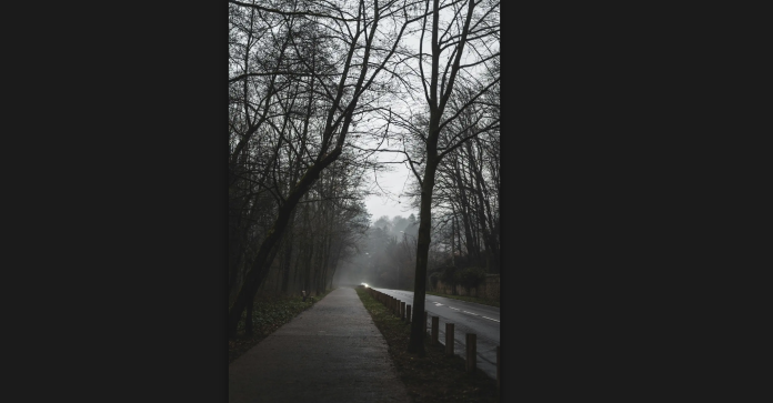 an image of a foggy road. The perspective of the image is from the sidewalk. There are leafless trees on either side of the road. The atmosphere is moody.