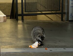 A raccoon is bending down toward the concrete ground to eat some sort of human food in a white and orange wrapper. The animal is pictured near an outside stairwell and elevator at SFU Burnaby.