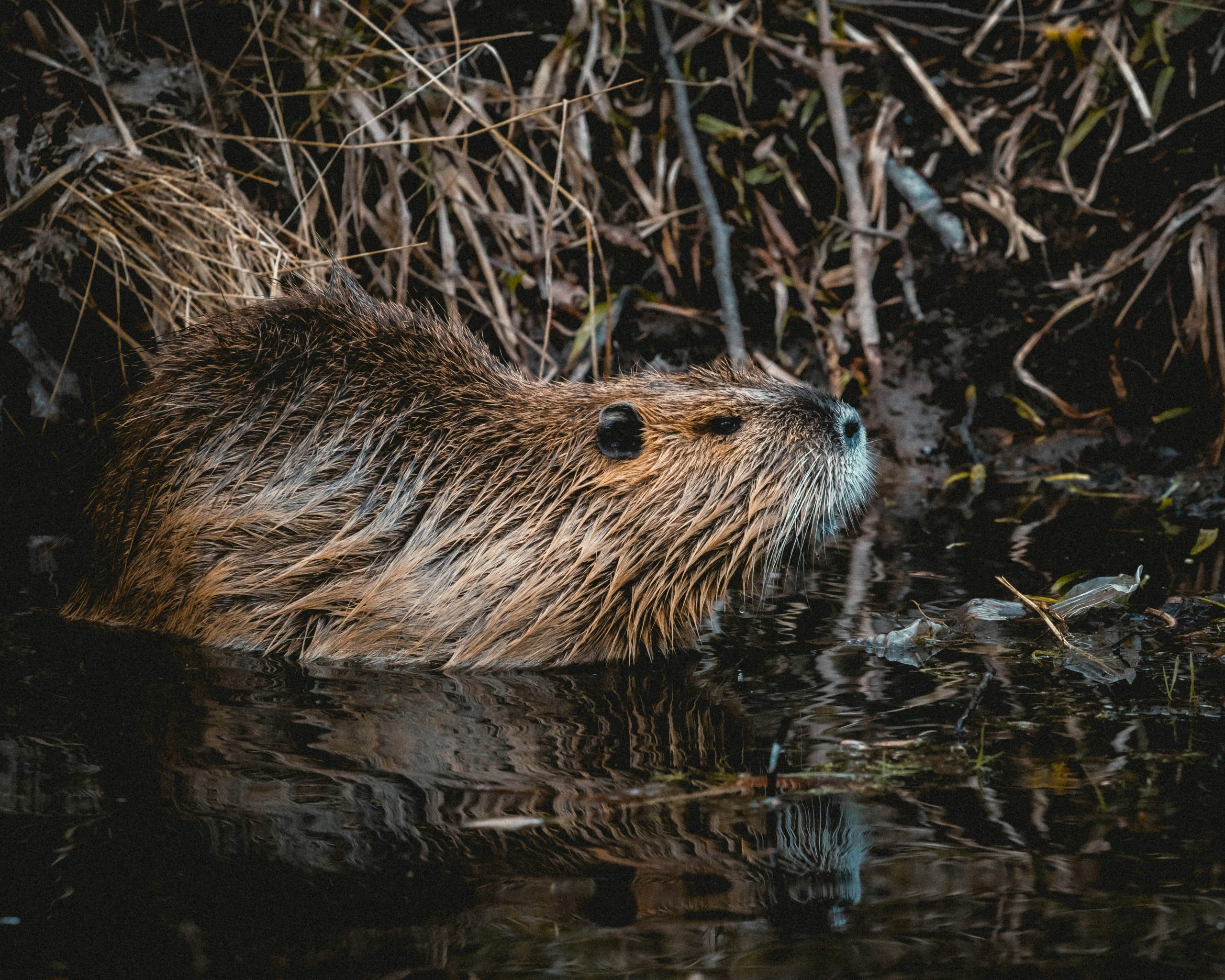 A beaver moves through dark, low water near a dam.
