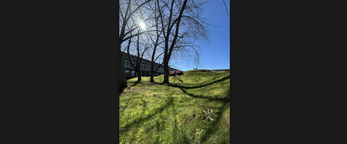 Grass hill near the Trottier Observatory / Reading in the sun