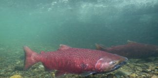 SFU study tracks chemical exposure for juvenile Chinook salmon Large red chinook fish swimming near the river bed