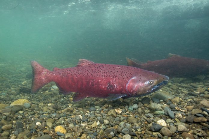 Large red chinook fish swimming near the river bed
