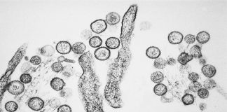 Recent Andes virus outbreak on the MV Hondius cruise