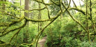 New wildfire detection system opens on Burnaby Mountain and beyond Photo of mossy trail on Burnaby Mountain