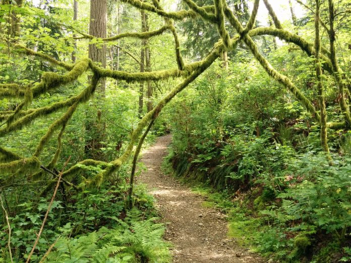 Photo of mossy trail on Burnaby Mountain