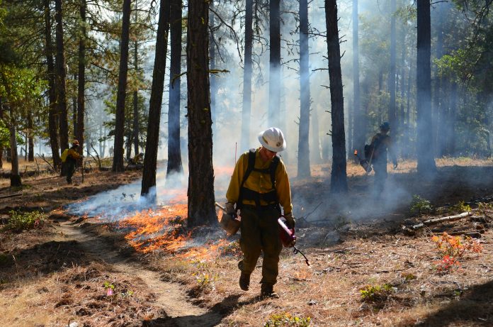 Picture of three firefighters using blowtorches to create and monitor a controlled burn in the forest