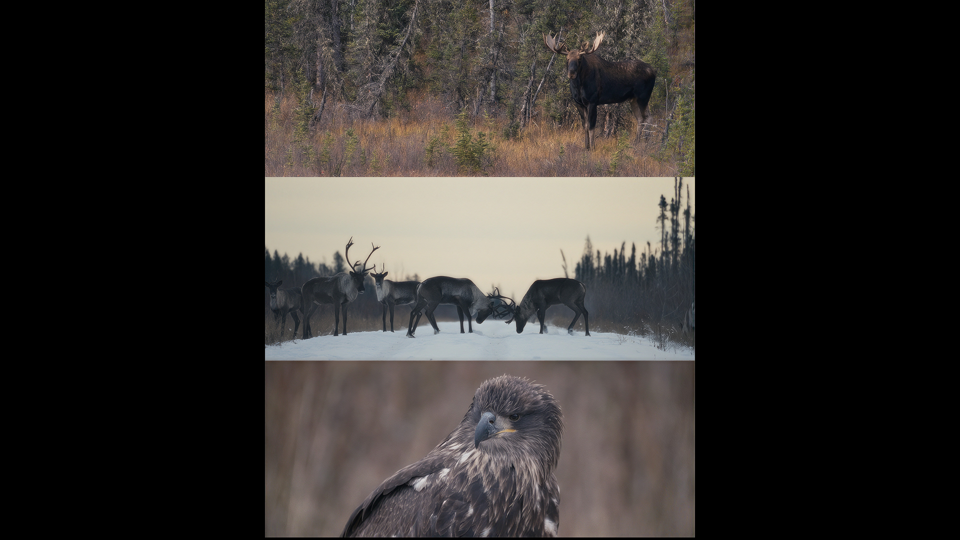 A still from the Medzih Story showing several playful caribou