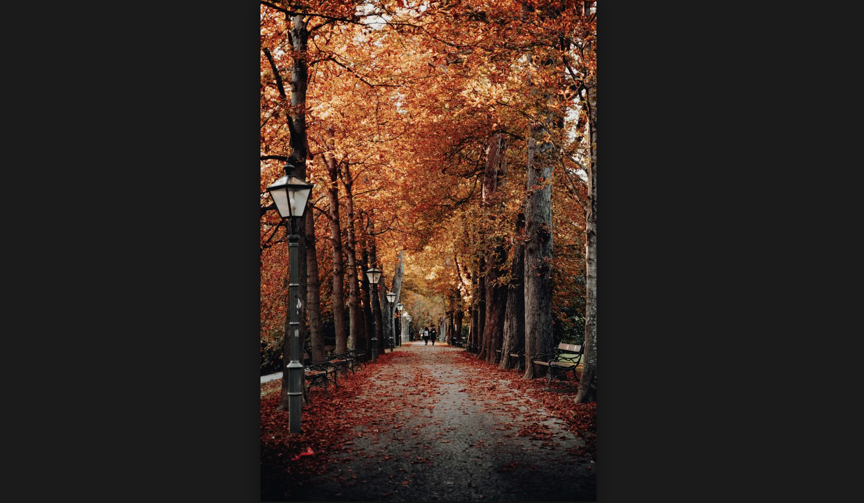 Tree-lined autumn walkway